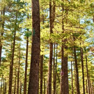 Pin Sylvestre - 60 Stères